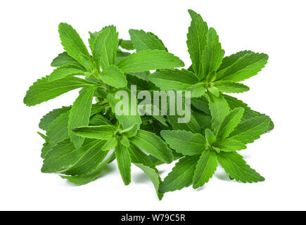 La Stevia rebaudiana isolati su sfondo bianco Foto Stock