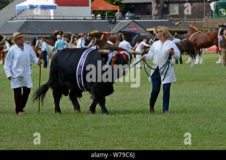 Vincitore del premio sfilata di bestiame intorno all'anello mostra al centesimo Royal Welsh Show 2019, Builth Wells Foto Stock