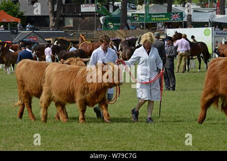 Vincitore del premio sfilata di bestiame intorno all'anello mostra al centesimo Royal Welsh Show 2019, Builth Wells Foto Stock