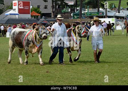 Vincitore del premio sfilata di bestiame intorno all'anello mostra al centesimo Royal Welsh Show 2019, Builth Wells Foto Stock