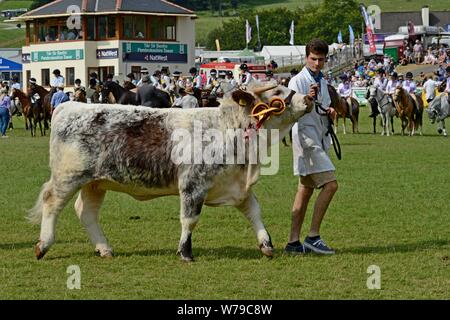 Vincitore del premio sfilata di bestiame intorno all'anello mostra al centesimo Royal Welsh Show 2019, Builth Wells Foto Stock