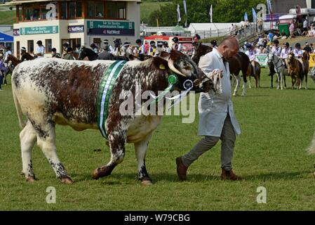 Vincitore del premio sfilata di bestiame intorno all'anello mostra al centesimo Royal Welsh Show 2019, Builth Wells Foto Stock