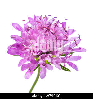 Campo Fiore scabious isolati su sfondo bianco Foto Stock