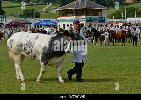 Vincitore del premio sfilata di bestiame intorno all'anello mostra al centesimo Royal Welsh Show 2019, Builth Wells Foto Stock