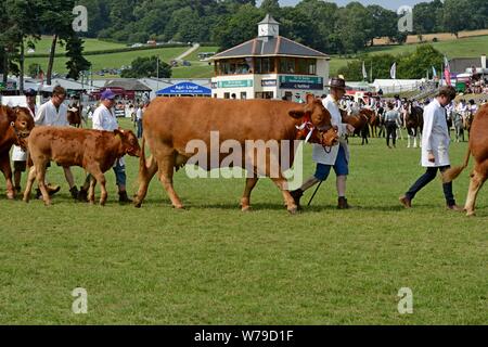 Vincitore del premio sfilata di bestiame intorno all'anello mostra al centesimo Royal Welsh Show 2019, Builth Wells Foto Stock