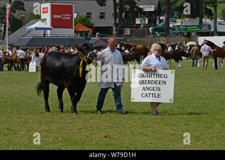 Vincitore del premio sfilata di bestiame intorno all'anello mostra al centesimo Royal Welsh Show 2019, Builth Wells Foto Stock