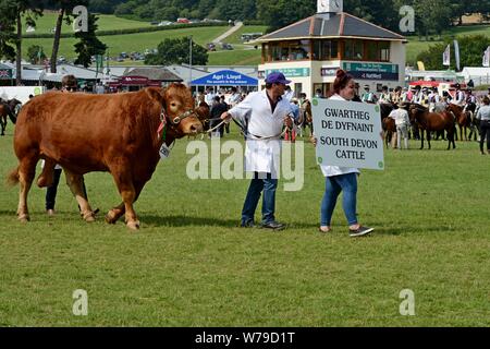 Vincitore del premio sfilata di bestiame intorno all'anello mostra al centesimo Royal Welsh Show 2019, Builth Wells Foto Stock