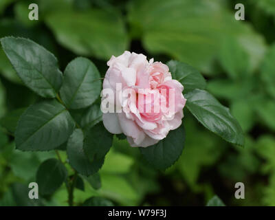 Arrossire Winterjewel bella rosa rosa close-up. Un fiore in un giardino in condizioni naturali tra il verde, sotto il cielo aperto. Foto Stock