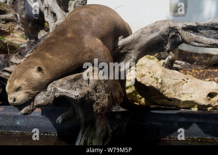 Lontra di dormire su un log close up Foto Stock