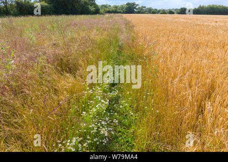 Campo di orzo con un set aside margine per fornire un habitat per gli uccelli selvatici e gli animali. Suffolk, Regno Unito. Foto Stock