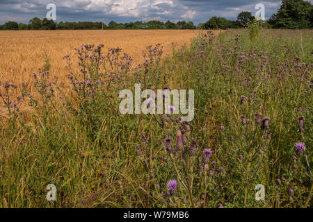 Campo di orzo con un set aside margine per fornire un habitat per gli uccelli selvatici e gli animali. Suffolk, Regno Unito. Foto Stock