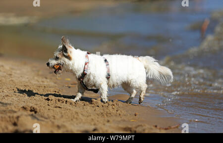 White Yorkshire terrier giocando sulla spiaggia Foto Stock