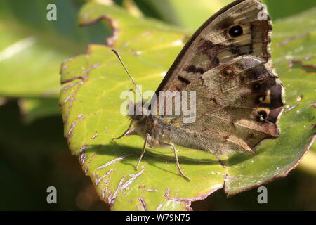 Una femmina di legno maculato butterfly (Pararge aegeria) su un logoro leaf Foto Stock