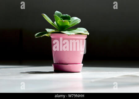 Close up profilo di un piccolo impianto di sedum in un piccolo vaso rosa sotto il sole di mattina con ombra sul terreno. Foto Stock