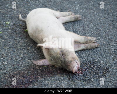 Ravvicinata di un po' di suini morti sulla strada. Che giace morto sulla strada, il sangue sul marciapiede. Foto Stock