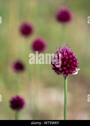 Fiore di testa a testa rotonda o di porro Bristol onion Allium sphaerocephalum una molto rara pianta trovata solo su scogliere calcaree della Avon Gorge Bristol REGNO UNITO Foto Stock