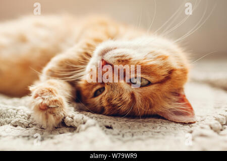 Lo zenzero Gatto sdraiato sul pavimento rug capovolto. Assonnato pet e rilassante sensazione confortevole a casa Foto Stock