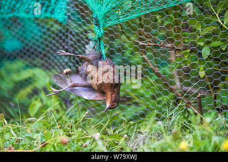 Merlo morto aggrovigliato nella protezione di plastica berry netting. Foto Stock