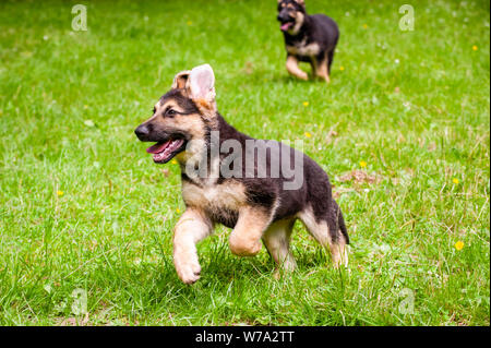 Alsation cuccioli correre e giocare in un parco. Foto Stock