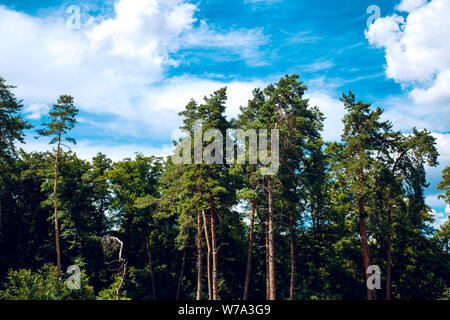 Varietà corone di alberi nella foresta di primavera contro il cielo nuvoloso. Vista inferiore degli alberi Foto Stock