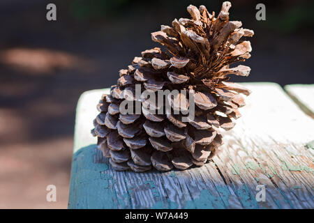 Grande Pino cono su una tavola di legno tavolo da picnic in un sentiero a piedi in una foresta in Jameson, South Lake Tahoe, California Foto Stock