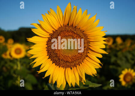 Close-up del volto di un girasole in un campo in estate Foto Stock
