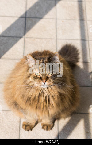 Capelli lunghi cat di bestiame in relax outdoor, razza Siberiana Foto Stock