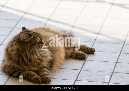 Capelli lunghi cat di bestiame in relax outdoor, razza Siberiana Foto Stock