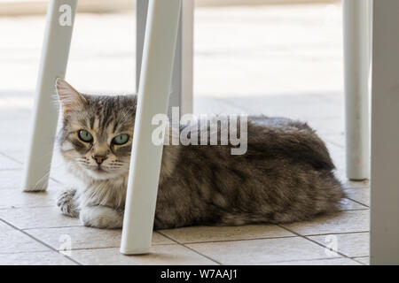 Capelli lunghi cat di bestiame in relax outdoor, razza Siberiana Foto Stock