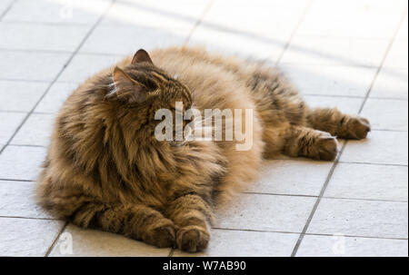 Capelli lunghi cat di bestiame in relax outdoor, razza Siberiana Foto Stock