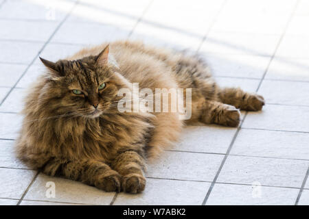 Capelli lunghi cat di bestiame in relax outdoor, razza Siberiana Foto Stock