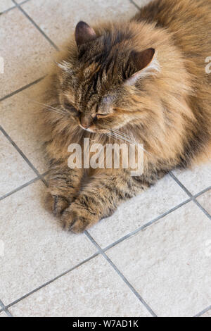 Capelli lunghi cat di bestiame in relax outdoor, razza Siberiana Foto Stock