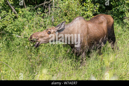 Alci in Alaska Foto Stock