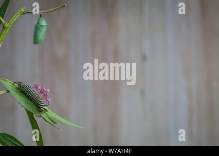 La Monarch Crisalide Caterpillar, Danaus Plexppus, sul gambo Milkweed contro sfondo rustico con spazio per testo e copia Foto Stock