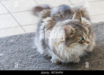 Capelli lunghi cat di bestiame in relax outdoor, razza Siberiana Foto Stock