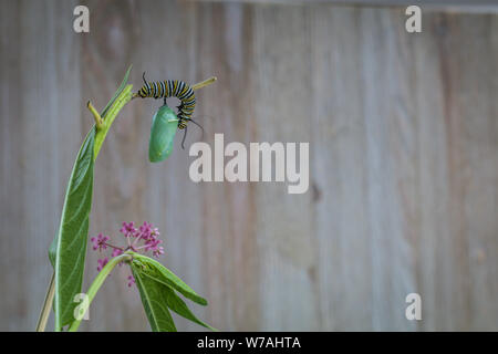 La Monarch Crisalide Caterpillar, Danaus Plexppus, sul gambo Milkweed contro sfondo rustico con spazio per testo e copia Foto Stock