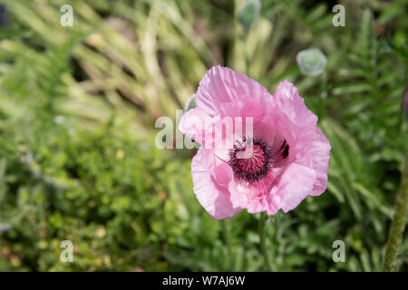 Papavero rosa in piena fioritura Foto Stock