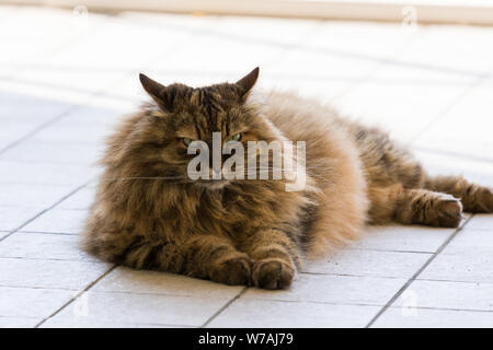 Capelli lunghi cat di bestiame in relax outdoor, razza Siberiana Foto Stock