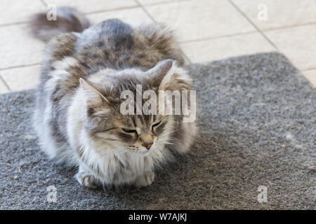 Capelli lunghi cat di bestiame in relax outdoor, razza Siberiana Foto Stock