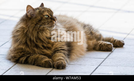 Capelli lunghi cat di bestiame in relax outdoor, razza Siberiana Foto Stock