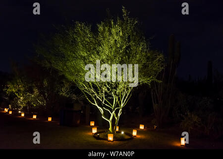 Desert Botanical Garden albero illuminato Foto Stock