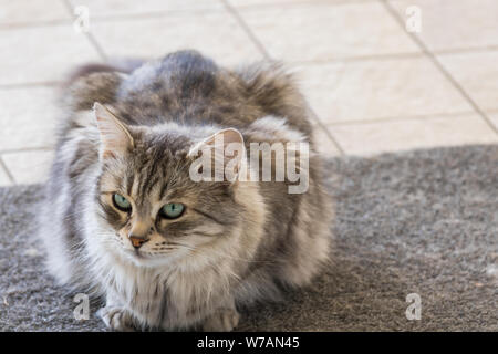 Capelli lunghi cat di bestiame in relax outdoor, razza Siberiana Foto Stock