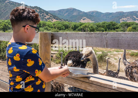 Un penned struzzo è alimentato da un ragazzo turistico a OstrichLand in Buellton, California. Foto Stock