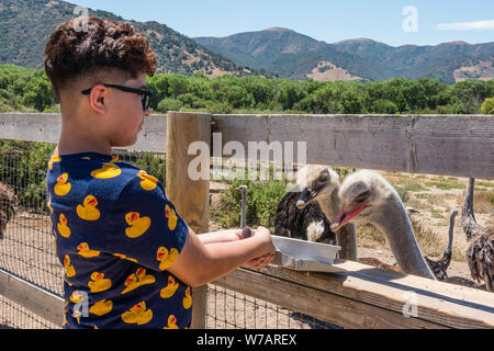 Un penned struzzo è alimentato da un ragazzo turistico a OstrichLand in Buellton, California. Foto Stock