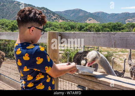 Un penned struzzo è alimentato da un ragazzo turistico a OstrichLand in Buellton, California. Foto Stock