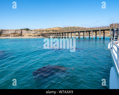 Kelp visto sotto acqua sull approccio alla Baia Bechers Pier sull isola di Santa Rosa in barca sulla soleggiata giornata di primavera, il Parco Nazionale delle Channel Islands, Ventura, Califo Foto Stock