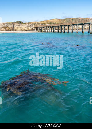 Kelp visto sotto acqua sull approccio alla Baia Bechers Pier sull isola di Santa Rosa in barca sulla soleggiata giornata di primavera, il Parco Nazionale delle Channel Islands, Ventura, Califo Foto Stock