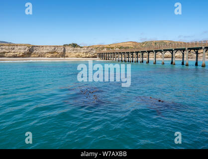 Kelp visto sotto acqua sull approccio alla Baia Bechers Pier sull isola di Santa Rosa in barca sulla soleggiata giornata di primavera, il Parco Nazionale delle Channel Islands, Ventura, Califo Foto Stock