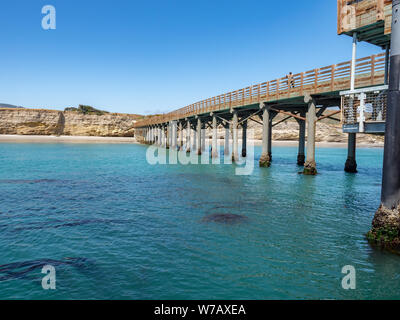 Kelp visto sotto acqua sull approccio alla Baia Bechers Pier sull isola di Santa Rosa in barca sulla soleggiata giornata di primavera, il Parco Nazionale delle Channel Islands, Ventura, Califo Foto Stock