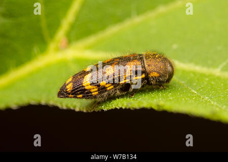 Metallizzate legno-noioso Beetle (Acmaeodera mixta) Foto Stock